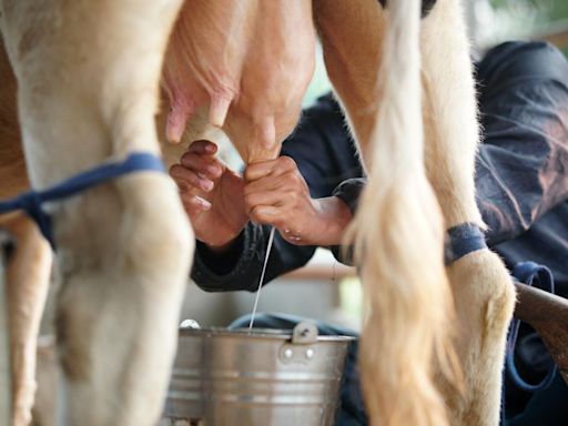 Bird flu virus now found in milk, is of “great concern” to WHO