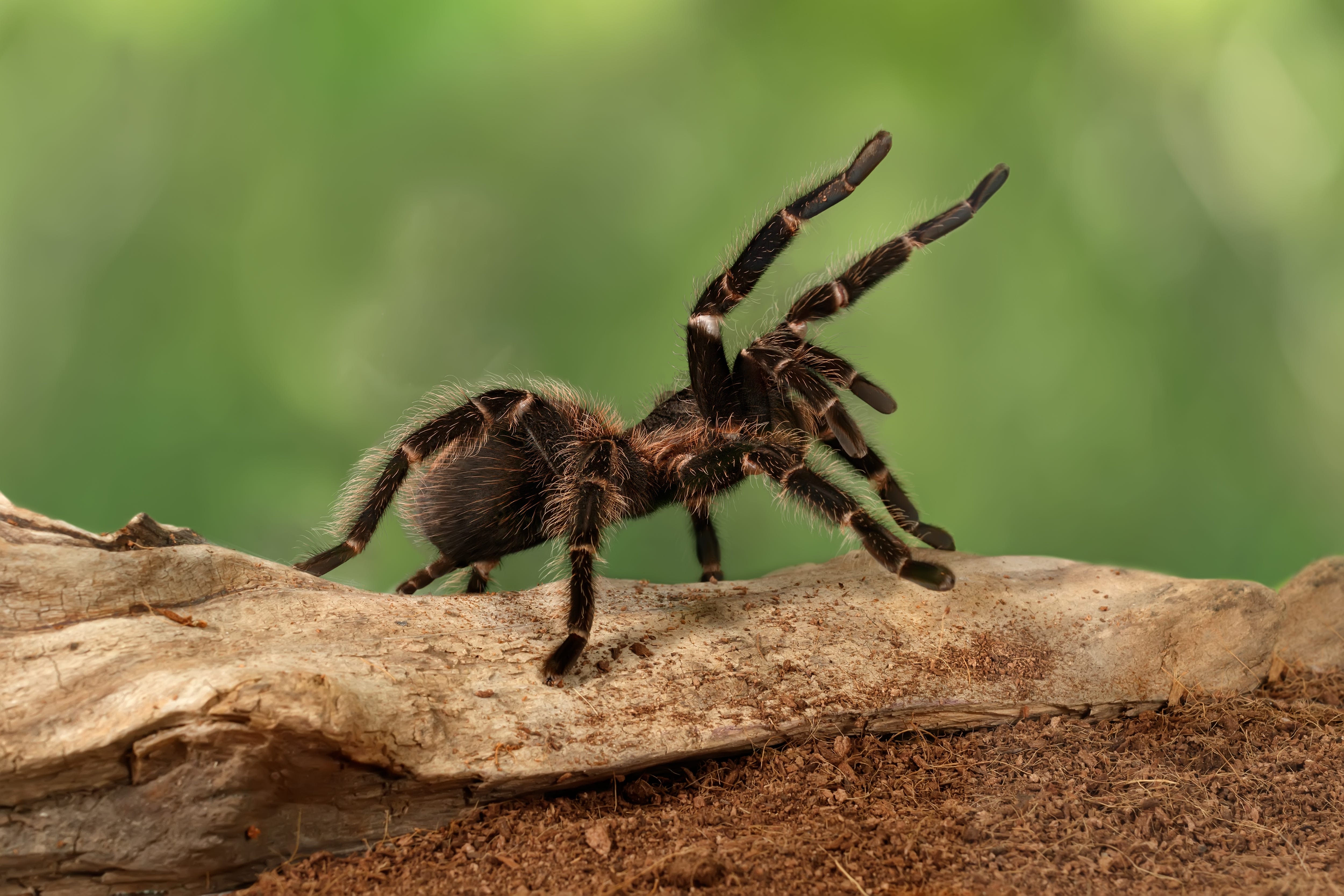 Beware of giant spiders: Thousands of tarantulas to emerge in 3 states for mating season