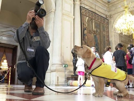 Bagard, el cachorro de la ONCE que se ha convertido en la nueva atracción del Palacio Real