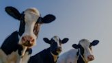 Equilibrium/Sustainability — A self-charging smart-watch — for cows