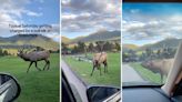 Video shows elk issue intimidating warning to ‘tourons’ in national park: ‘Don’t you hit this vehicle’