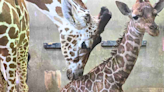 Memphis Zoo veterinarians help deliver baby giraffe in complicated birth