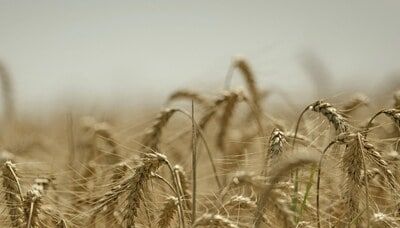 Harsh weather curbs global wheat output, fuels sudden price surge