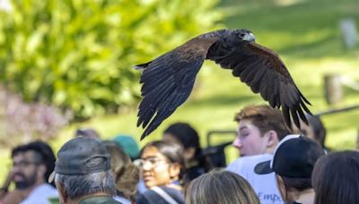 Help the Fresno Chaffee Zoo find their Harris’s Hawk, Ripley