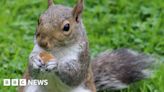 Your photos across the West Midlands: Flowers, sunset and cricket