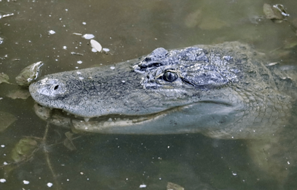 Alligator sightings prompt City of Coppell to issue warning