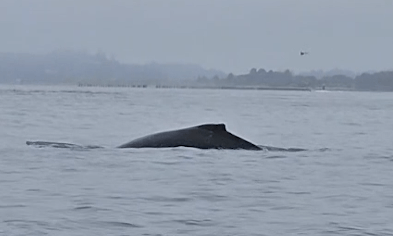 Caught on camera: Humpback whale sighting in the Columbia River