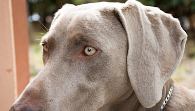 Gus the Weimaraner is a precious piccolo playing pooch