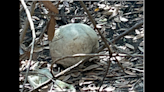 Human bones at historic site may not be old, Florida cops say. Investigation underway