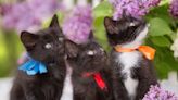 Law Enforcement Fiance Bringing Home Kittens From Work is the Ultimate Green Flag