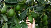 Yes, You Can Grow a Fruit-Producing Avocado Tree From Its Pit—No Matter Where You Live