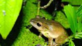 斑腿樹蛙威脅大 林試所：已成擴散最廣外來種