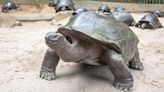 Inglaterra: Homem é condenado após descartar corpos de dez tartarugas em floresta