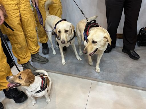 花蓮縣消防局3搜救犬表現亮眼 (圖)