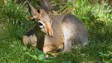 El intrigante dik-dik, un antílope veloz y camuflado del este de África