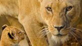 The Oregon Zoo’s Oldest African Lion, Neka, Dies at 16