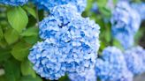 Hydrangeas and roses bloom bigger and healthier in 2 weeks with 1 kitchen scrap