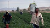 Agricultores innovan para cosechar hortalizas en el desierto del norte de México