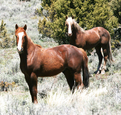 BLM Plans to Gather Excess Wild Horses in Lassen County: October Gather Will Take Place in Twin Peaks Herd ...