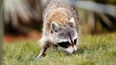 New York discovers another rabies case, urges residents to be wary