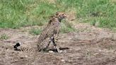 Cheetahs to be released in Gandhinagar Sanctuary soon, says Madhya Pradesh CM