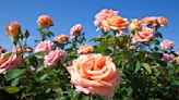 'Take prompt action at the first sign of trouble' – expert tips on dealing with common rose diseases