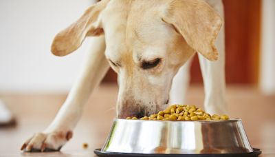 Popular Dog Food Brand Recalled Over Concerns Of Metal Pieces