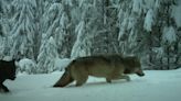 Gray wolves are returning to the Oregon Coast Range. What does it mean for for farmers?