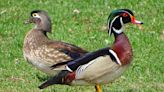 Smith: Wood duck nest box program gets new wind beneath its wings