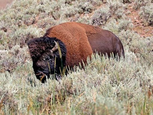 Bison gores 83-year-old woman in Yellowstone National Park