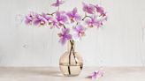 Wow Visitors with These Stunning Orchids in Your Home or Garden