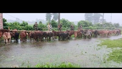 Border Security Force recovers ‘floating’ cattle on way to Bangladesh, smuggle bid foiled