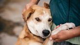 Dog sitter shows us the "neediest doggo" she's ever met (video)