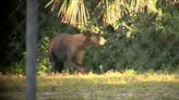 DeSantis signs bill expanding self-defense rights in bear killings