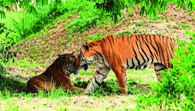 ‘There’s no information on illegal activities in Kali Tiger Reserve’