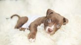 Pit Bull Puppies: Cute Pictures And Facts