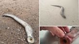 Beach-goers horrified after finding real-life ‘Dune worm’ vampire creature