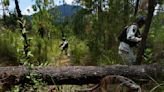 Illegal logging thrives in Mexico City's forest-covered boroughs, as locals strive to plant trees