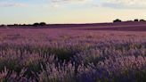 Peligro para las cosechas de lavanda en España por una plaga que se ha detectado en Guadalajara