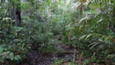 Tiny leaf-dwelling creature with see-through throat is a new species in Brazil. See it