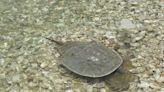 Tail as old as time: Help horseshoe crabs last another 440 million years at workshop