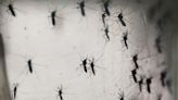 Phoenix is in the thick of mosquito season and it may soon get worse