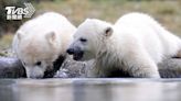 北半球熱！ 巴黎高溫40度、格陵蘭現新種北極熊