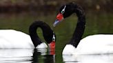 Los cisnes de cuello negro volvieron al parque Lago Puelo