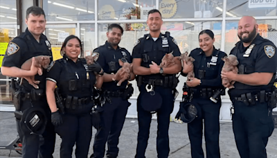 Video capta momento en que NYPD salva cachorros de saco sofocante, empapado de orina