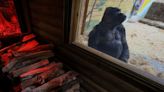 Kyiv Zoo keeps Tony the gorilla warm despite daily power cuts