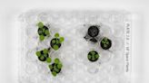 Scientists grow plants in lunar soil – and find bad news