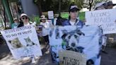 Activistas exigen más acciones para evitar el maltrato animal
