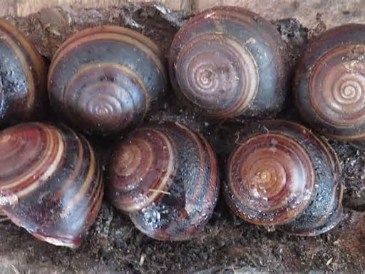 Robert Irwin, son of 'Crocodile Hunter', reveals snail species in Australia named for him