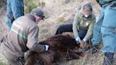 Dos años de cárcel y 17.500 euros de multa al cazador que mató una osa en Palencia